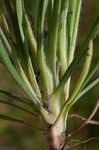 Largebracted plantain